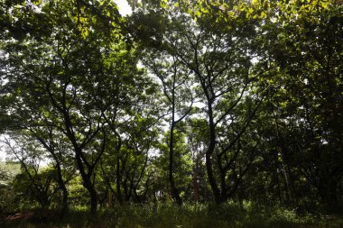 Arka plan için ormandaki yeşil ağaçlar.