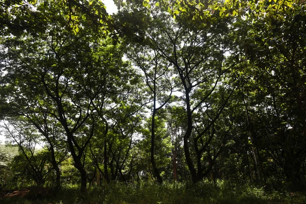 Arka plan için ormandaki yeşil ağaçlar.