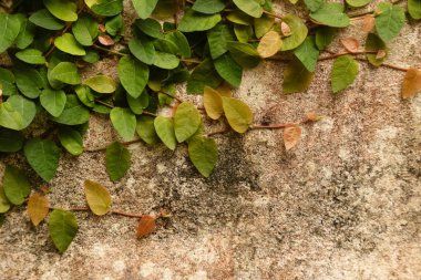Yeşil bitki çimento duvar arka planı için.