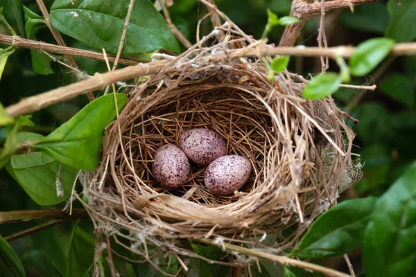 木の上の鳥の巣鳥の卵 — ストック写真