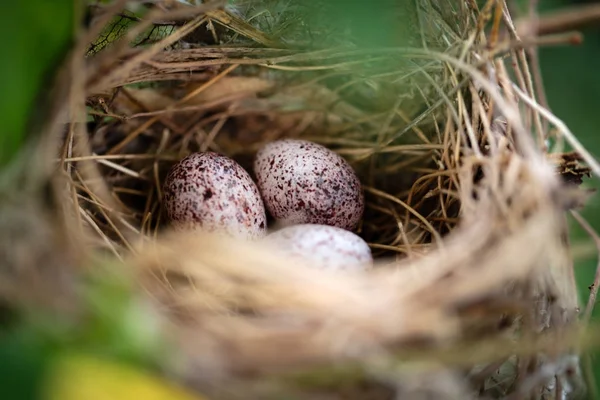 Vogel Eieren Een Vogelnest Boom — Stockfoto