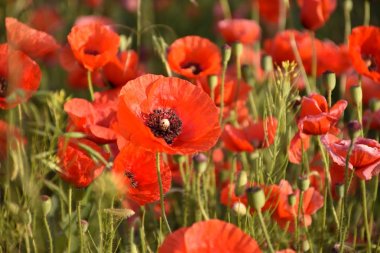 Kırmızı alan haşhaş