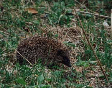 Kirpi rezerv, Arkhyz.