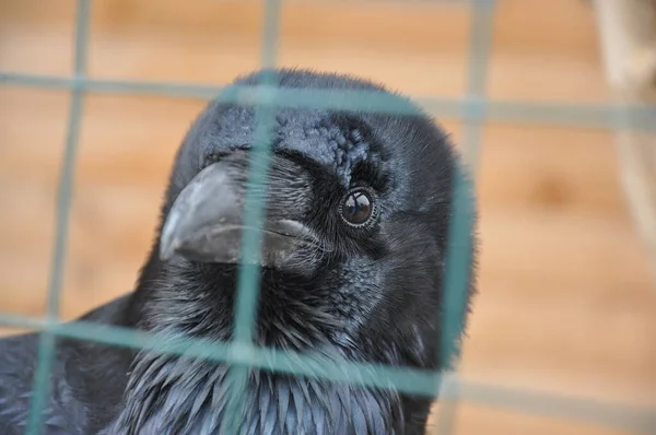 Corbeau Noir Regardant Travers Cage — Photo