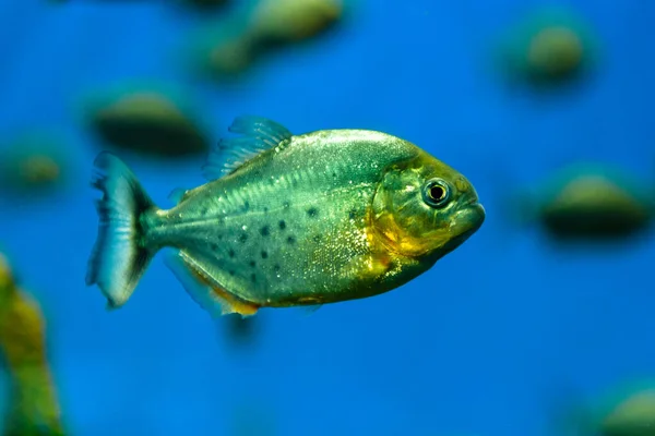 Mavi Arka Planda Yeşil Mavi Balık — Stok fotoğraf