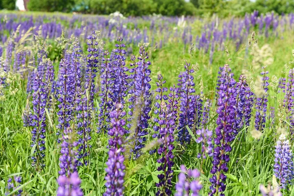 field of purple lupine in the Sunny weather