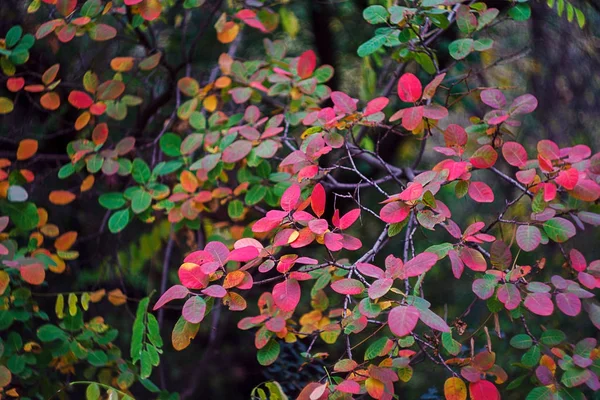 Red leaves in autumn — Stock Photo, Image