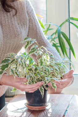 Kapalı alan çiçek bakımı fius benjamina