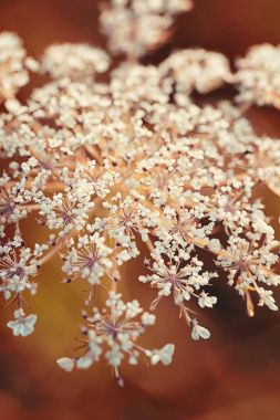 Angelica sylvestris makro fotoğrafçılık