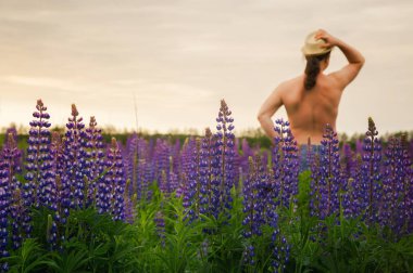 Mor lupines olan yeşil bir alana çerçevede bir yaz şapkalı bir adam