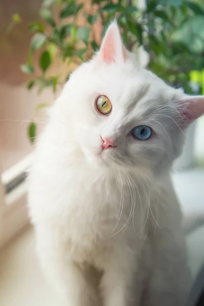 Angora gato blanco con ojos azules y amarillos sentado en el alféizar de la ventana y mirando curioso — Foto de Stock