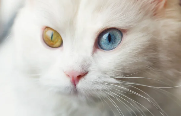 Mavi ve sarı farklı gözlerle beyaz angora kedi — Stok fotoğraf