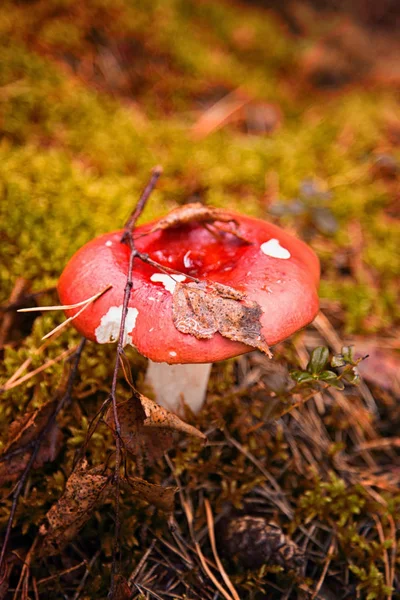 Red mushroom with a leaf on a hat in the autumn forest — Stock Photo, Image