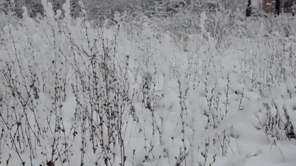 Paysage hivernal. arbres et herbe sous la neige. des flots de neige. neige tombant sur les branches des sapins — Video