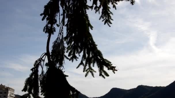 Belle branche de pin au milieu de l'été. Images d'archives. Lac Pine Mountain. Branche de conifères sur le fond du lac en été — Video