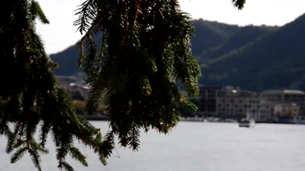 Schöner Kiefernzweig im Hochsommer. Archivmaterial. Kiefernbergsee. Nadelzweig auf dem Hintergrund des Sees im Sommer — Stockvideo