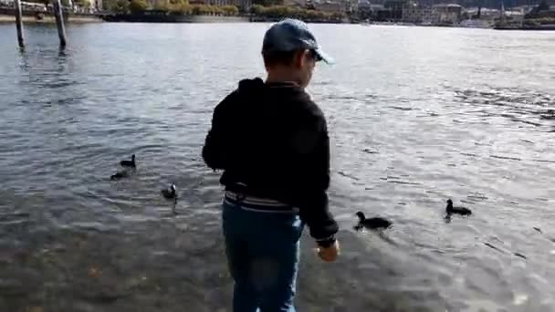 Baksidan av liten pojke kastar mat i floden för att mata ankor, vacker utsikt över sjön — Stockvideo