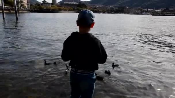 Pohled zezadu malý chlapec házet jídlo do řeky krmit kachny, krásný výhled na jezero — Stock video