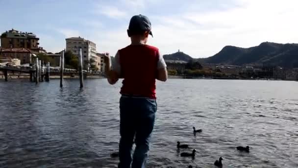 Baksidan av liten pojke kastar mat i floden för att mata ankor, vacker utsikt över sjön — Stockvideo