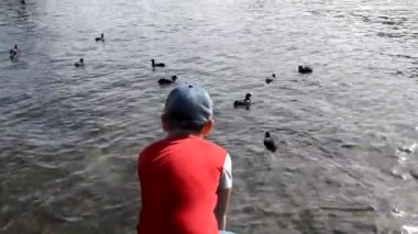 Küçük çocuğun ördekleri beslemek için nehre yemek attığı arka manzara, güzel göl manzarası.