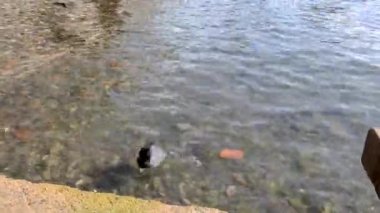 Gölette ördekler, ördeklerle ördekler suda yüzer, tüylerini temizler. Vahşi hayvanlar, güzel ördekler ekmek ve Duckweed yemek, kuşlar gölette yüzmek.