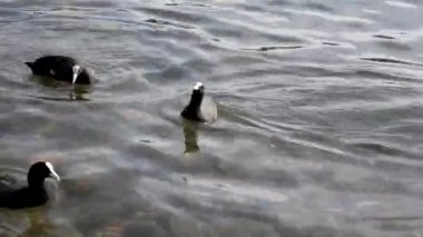 Gölette ördekler, ördeklerle ördekler suda yüzer, tüylerini temizler. Vahşi hayvanlar, güzel ördekler ekmek ve Duckweed yemek, kuşlar gölette yüzmek.