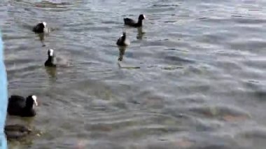 Gölette ördekler, ördeklerle ördekler suda yüzer, tüylerini temizler. Vahşi hayvanlar, güzel ördekler ekmek ve Duckweed yemek, kuşlar gölette yüzmek.