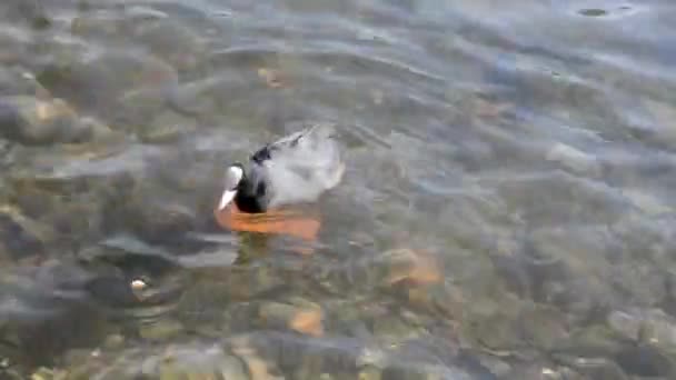 Des canards sur l'étang, des canards avec des canetons nagent dans l'eau, nettoient leurs plumes. Animaux sauvages, de beaux canards mangent du pain et de l'herbe à canard, les oiseaux nagent dans l'étang .