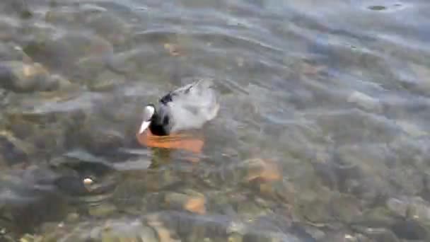 Enten auf dem Teich, Enten mit Entchen schwimmen im Wasser, putzen ihre Federn. Wildtiere, schöne Enten fressen Brot und Wasserlinsen, Vögel schwimmen im Teich. — Stockvideo