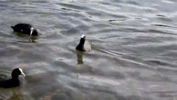 Des canards sur l'étang, des canards avec des canetons nagent dans l'eau, nettoient leurs plumes. Animaux sauvages, de beaux canards mangent du pain et de l'herbe à canard, les oiseaux nagent dans l'étang .