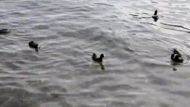 Gölette ördekler, ördeklerle ördekler suda yüzer, tüylerini temizler. Vahşi hayvanlar, güzel ördekler ekmek ve Duckweed yemek, kuşlar gölette yüzmek.