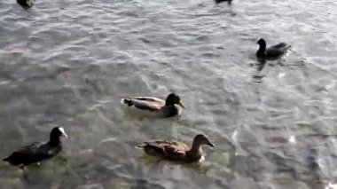 Gölette ördekler, ördeklerle ördekler suda yüzer, tüylerini temizler. Vahşi hayvanlar, güzel ördekler ekmek ve Duckweed yemek, kuşlar gölette yüzmek.