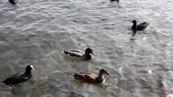 Enten auf dem Teich, Enten mit Entchen schwimmen im Wasser, putzen ihre Federn. Wildtiere, schöne Enten fressen Brot und Wasserlinsen, Vögel schwimmen im Teich. — Stockvideo