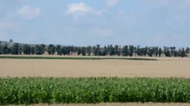 Orman yolunda hızlı sürüş. Sürücü plakası. Plaka işleniyor. Bir arabanın penceresinden bak.