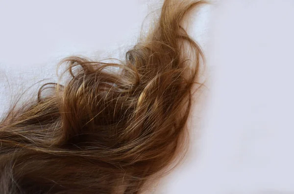 Pedazo de cabello castaño sobre fondo blanco aislado sano y brillante — Foto de Stock