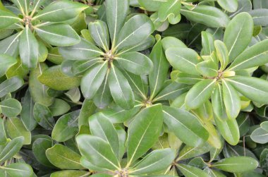 Doğal arka plan ve duvar kağıdı için taze yeşil yaprakların şekli ve deseni