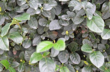 Doğal arka plan ve duvar kağıdı için taze yeşil yaprakların şekli ve deseni