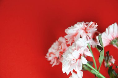 Kırmızı arka planda beyaz, güzel, pembe, paskalya çiçekleri. Tebrik kartı. Yukarıdan bak. Yer ayır. Çiçeklerin soyut arkaplanı. Yakın plan.