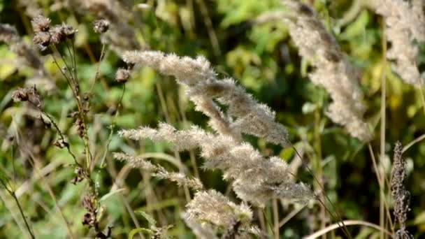 Orelhas amarelas de grama, outono no campo. Feche o campo de arroz amarelo. sementes no ouvido de paddy — Vídeo de Stock