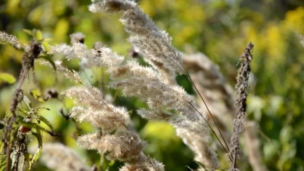 Orelhas amarelas de grama, outono no campo. Feche o campo de arroz amarelo. sementes no ouvido de paddy — Vídeo de Stock