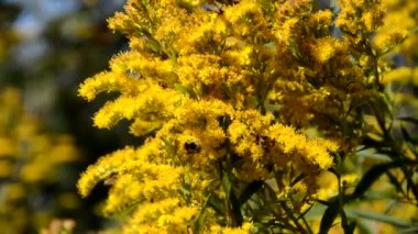 Bahar ya da yaz çiçekli soyut arka plan. Kopyalama alanı ve bokeh ile çiçek tasarımı