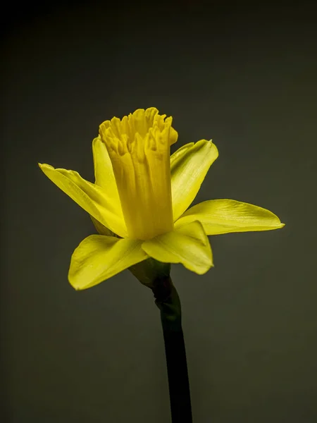 Žlutý Narcis Dárek Pro Ženy Den Svatého Valentýna — Stock fotografie