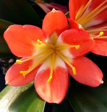 Açık Clivia çiçek