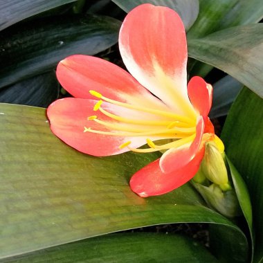  Güzel Clivia çiçek