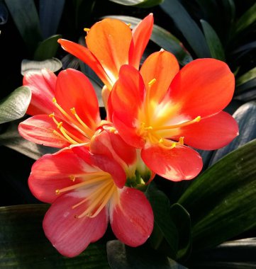 Detaylı Clivia çiçek