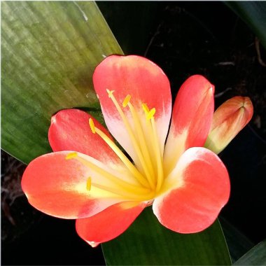 Orange Clivia çiçek