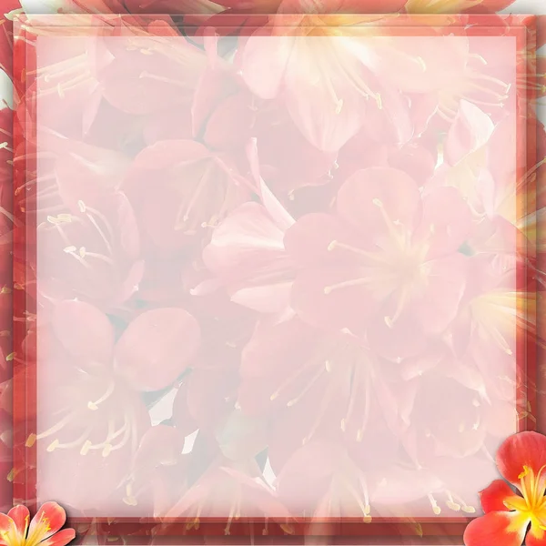 Clivia kukka tausta — kuvapankkivalokuva