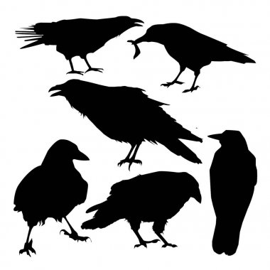 Kraaien  op witte achtergrond