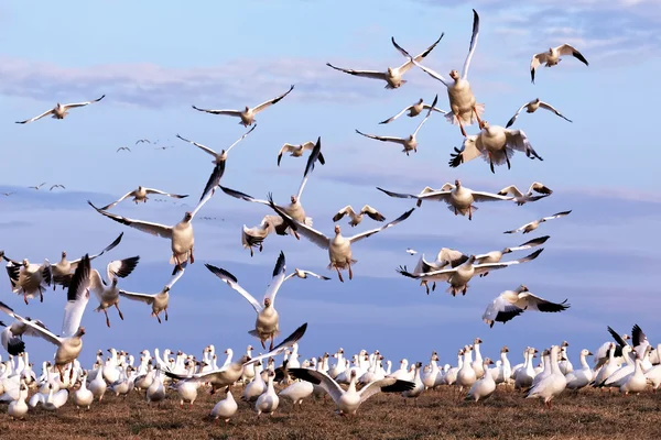 Snö gäss ta flyg — Stockfoto