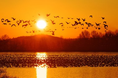 Snow Geese Take Flight at Sunrise clipart